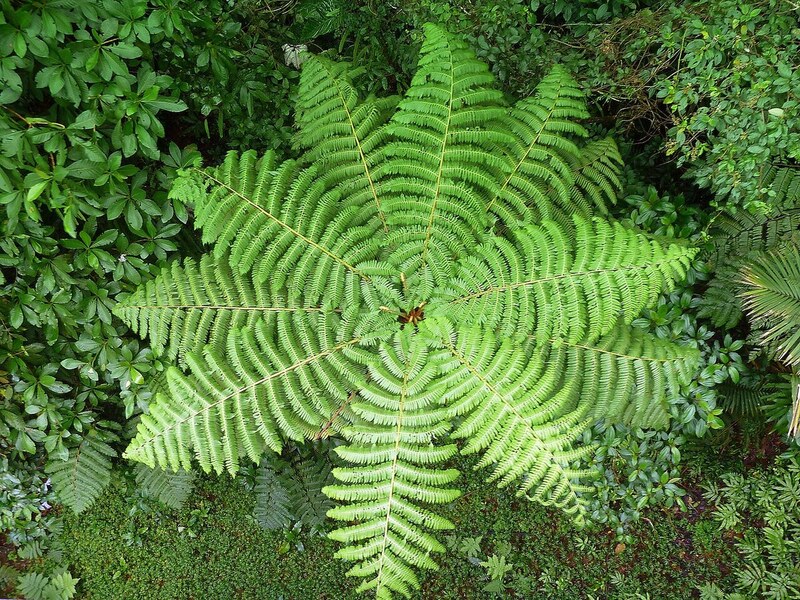 Roseau (Dominica)